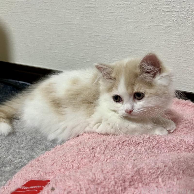 販売中の三重県のスコティッシュフォールド-129919の2枚目