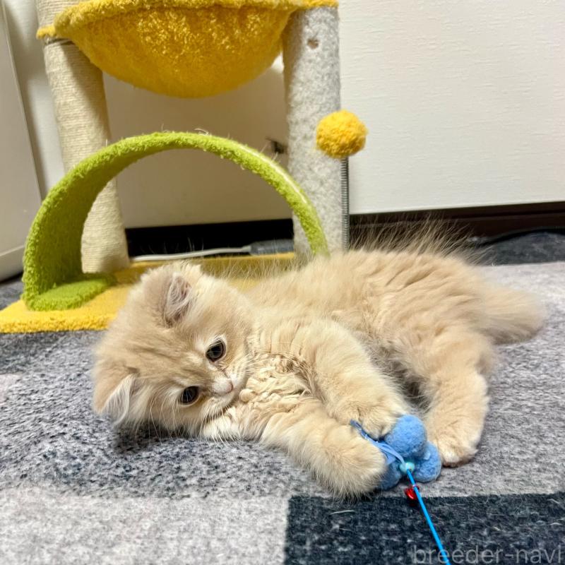 販売中の三重県のスコティッシュフォールド-129920の6枚目