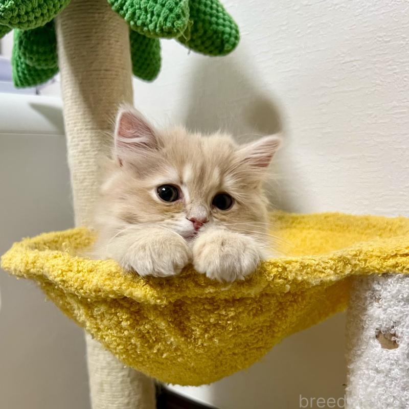 販売中の三重県のスコティッシュフォールド-129920の5枚目