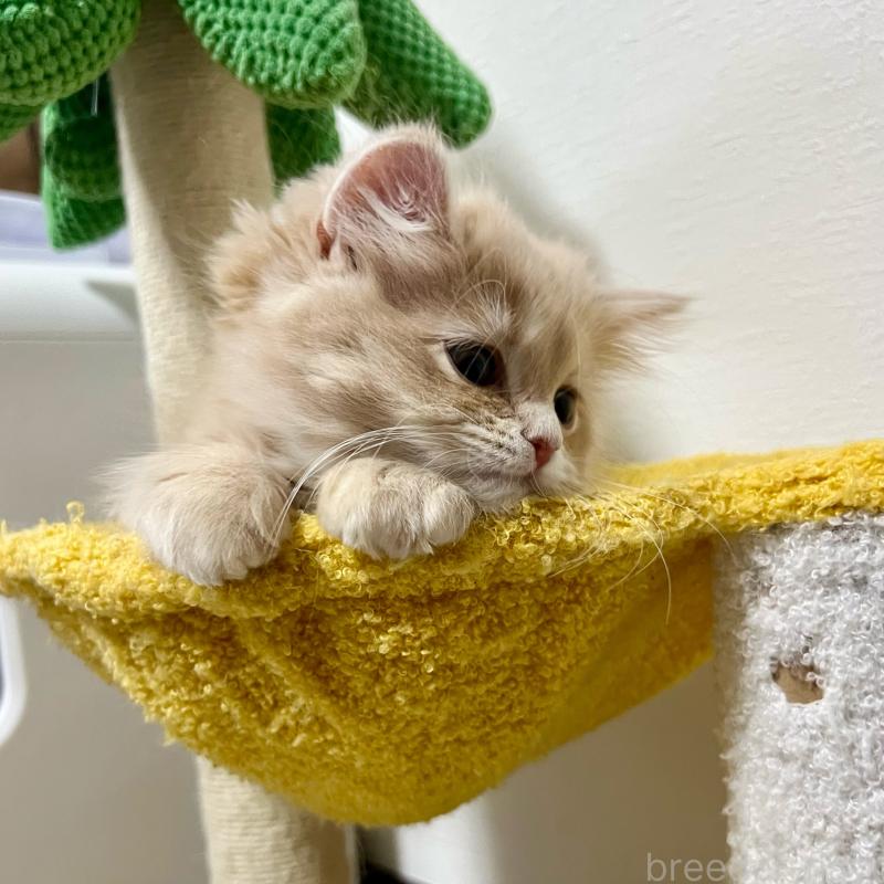 販売中の三重県のスコティッシュフォールド-129920の4枚目