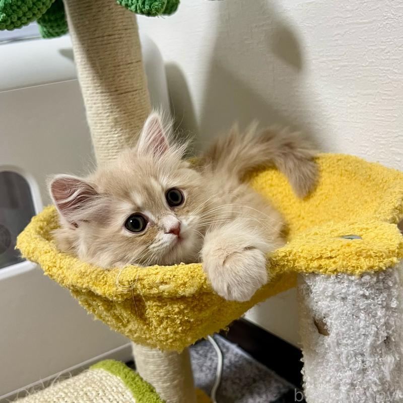 販売中の三重県のスコティッシュフォールド-129920の3枚目