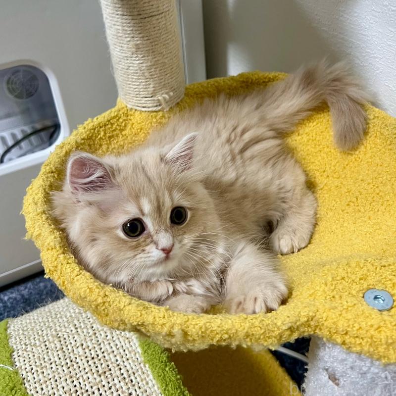 販売中の三重県のスコティッシュフォールド-129920の2枚目