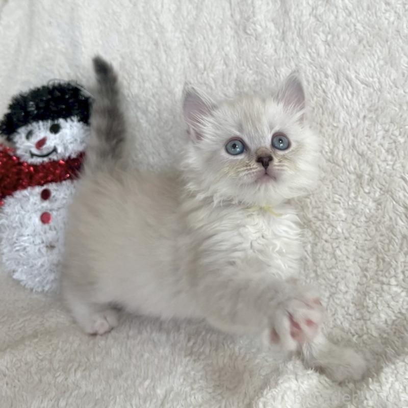 販売中の東京都のサイベリアン-132844の1枚目