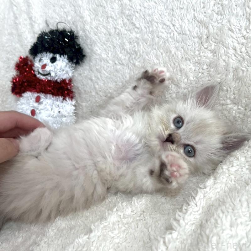 販売中の東京都のサイベリアン-132844の3枚目