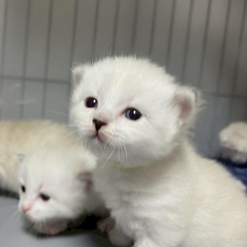 販売中の東京都のサイベリアン-132844の4枚目