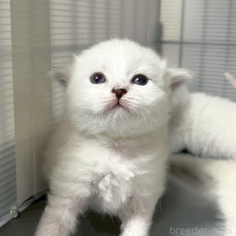 販売中の東京都のサイベリアン-132844の2枚目