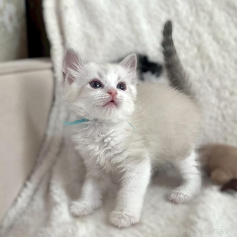 販売中の東京都のサイベリアン-132845