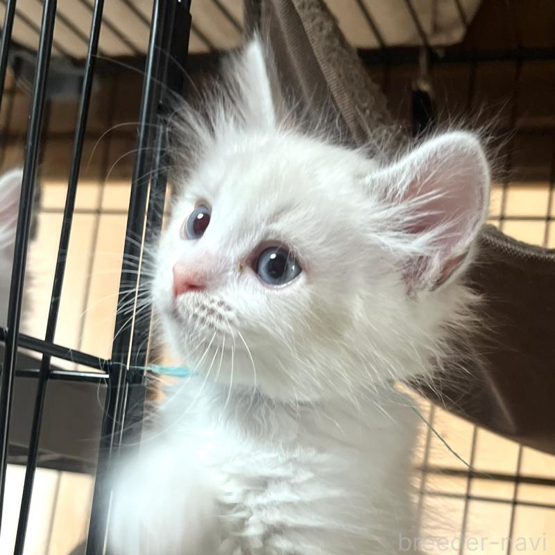 販売中の東京都のサイベリアン-132845の4枚目