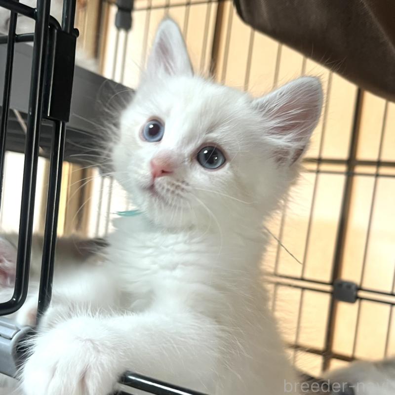 販売中の東京都のサイベリアン-132845の3枚目