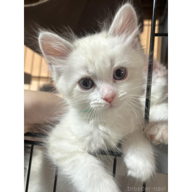 販売中の東京都のサイベリアン-132845の2枚目