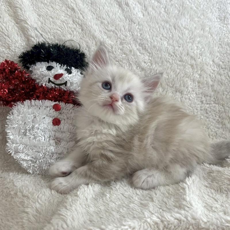 販売中の東京都のサイベリアン-132846の4枚目