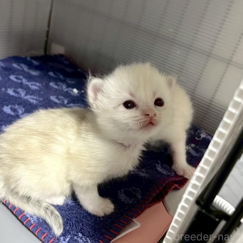 販売中の東京都のサイベリアン-132846の3枚目