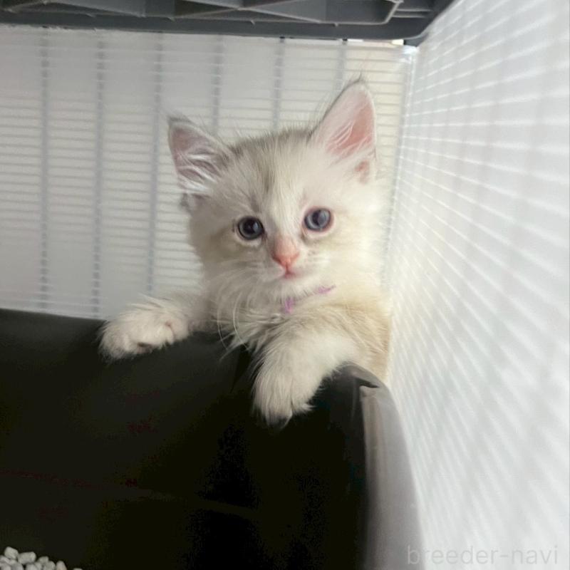 販売中の東京都のサイベリアン-132846の2枚目