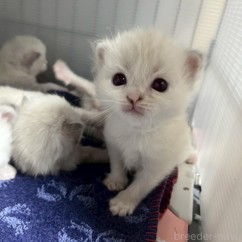 販売中の東京都のサイベリアン-132847の4枚目