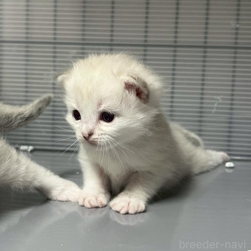 販売中の東京都のサイベリアン-132847の3枚目