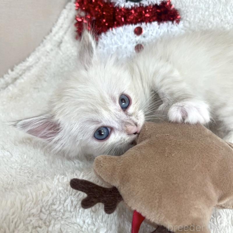 販売中の東京都のサイベリアン-132847の1枚目