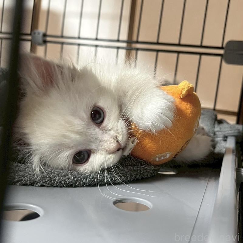 販売中の東京都のサイベリアン-132847の2枚目