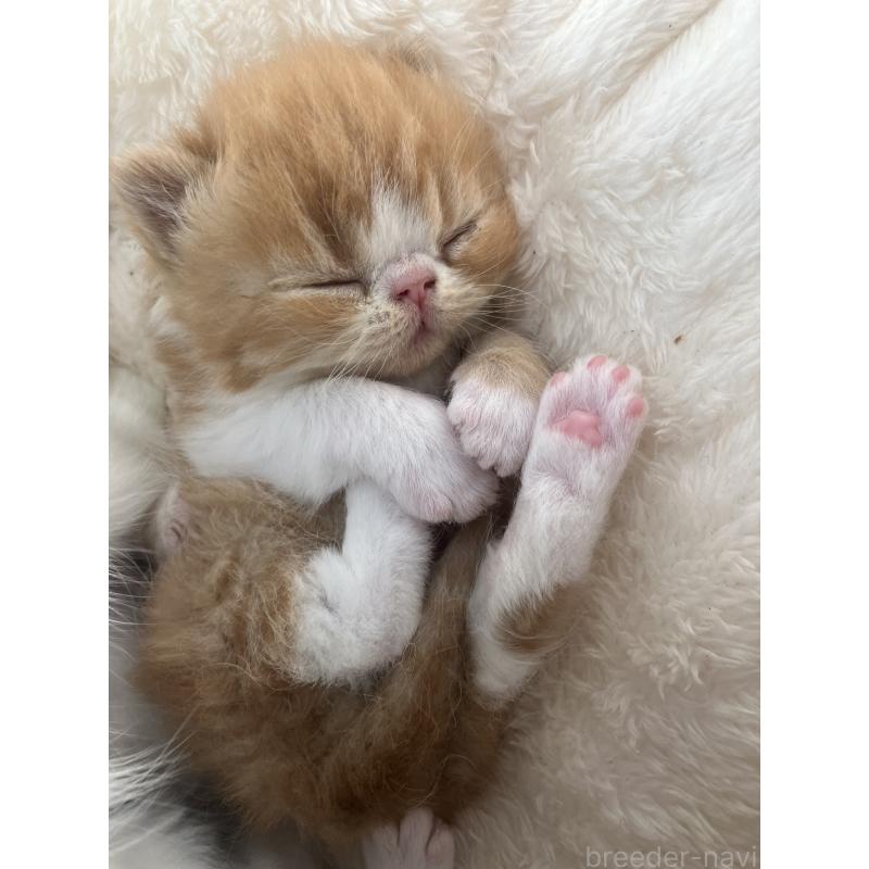 商談中の宮城県のエキゾチックショートヘア-131425の3枚目