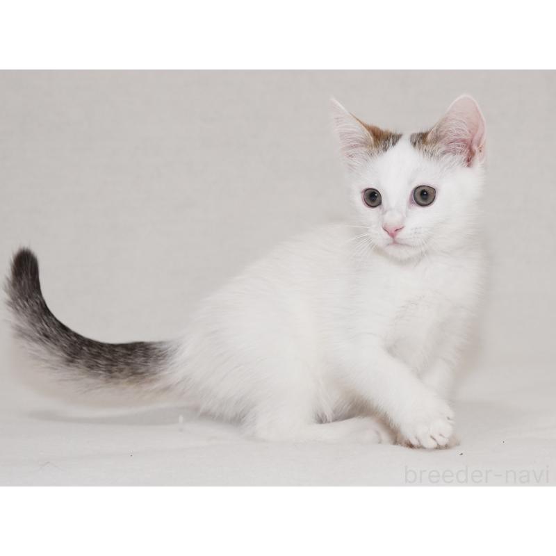 販売中の東京都のマンチカン-129862の4枚目