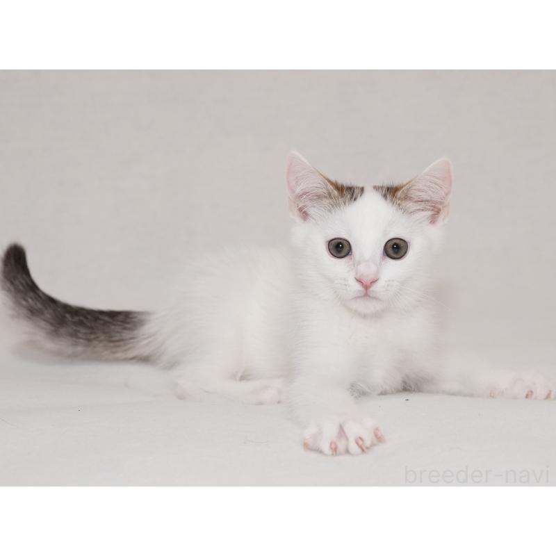 販売中の東京都のマンチカン-129862の3枚目