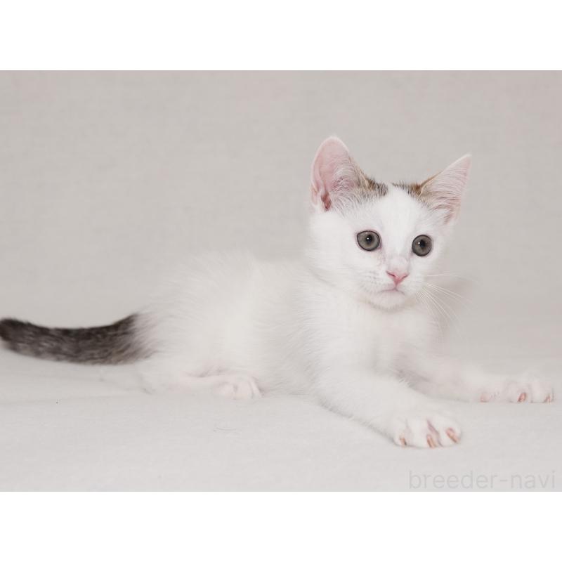 販売中の東京都のマンチカン-129862の2枚目