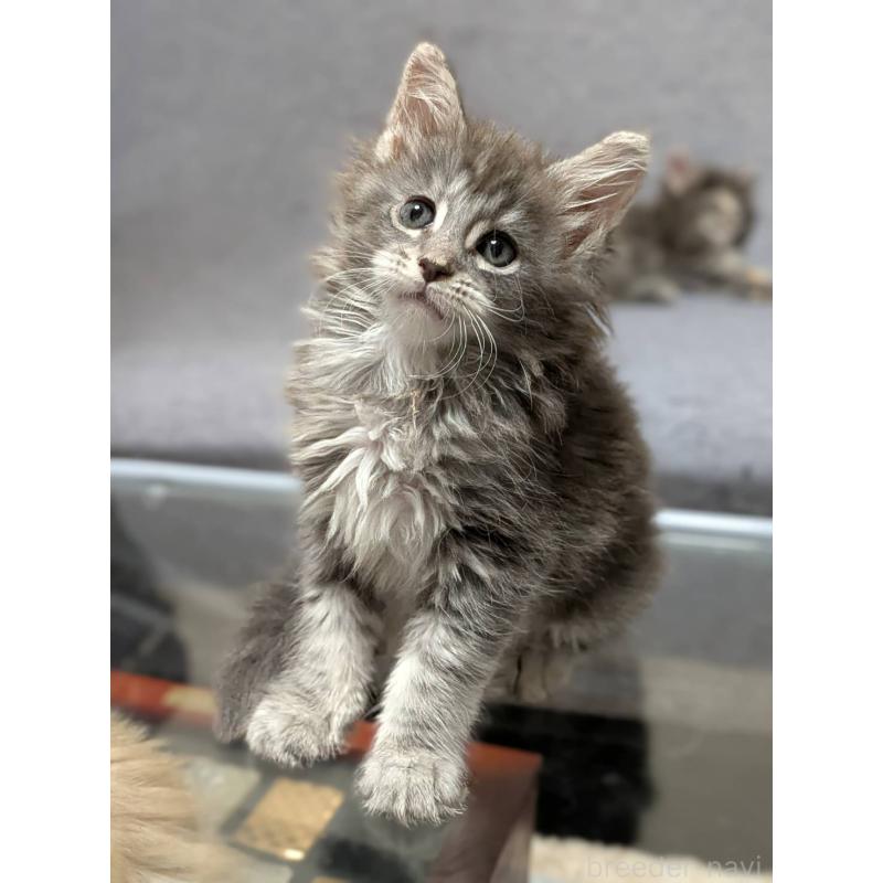 成約済の三重県のメインクーン-131744の6枚目