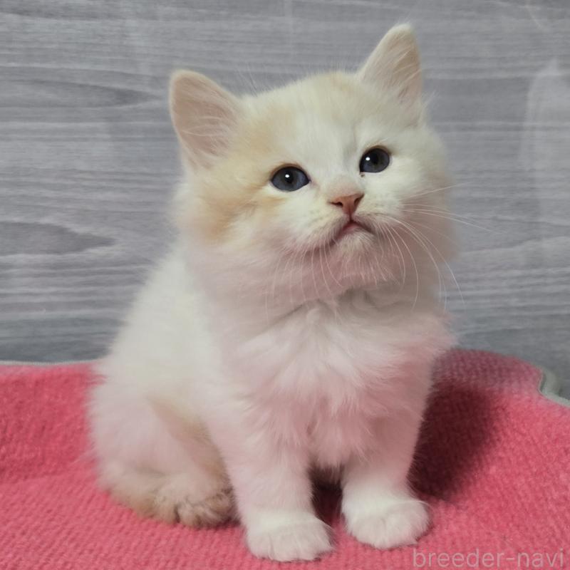 販売中の福岡県のマンチカン-132852の1枚目