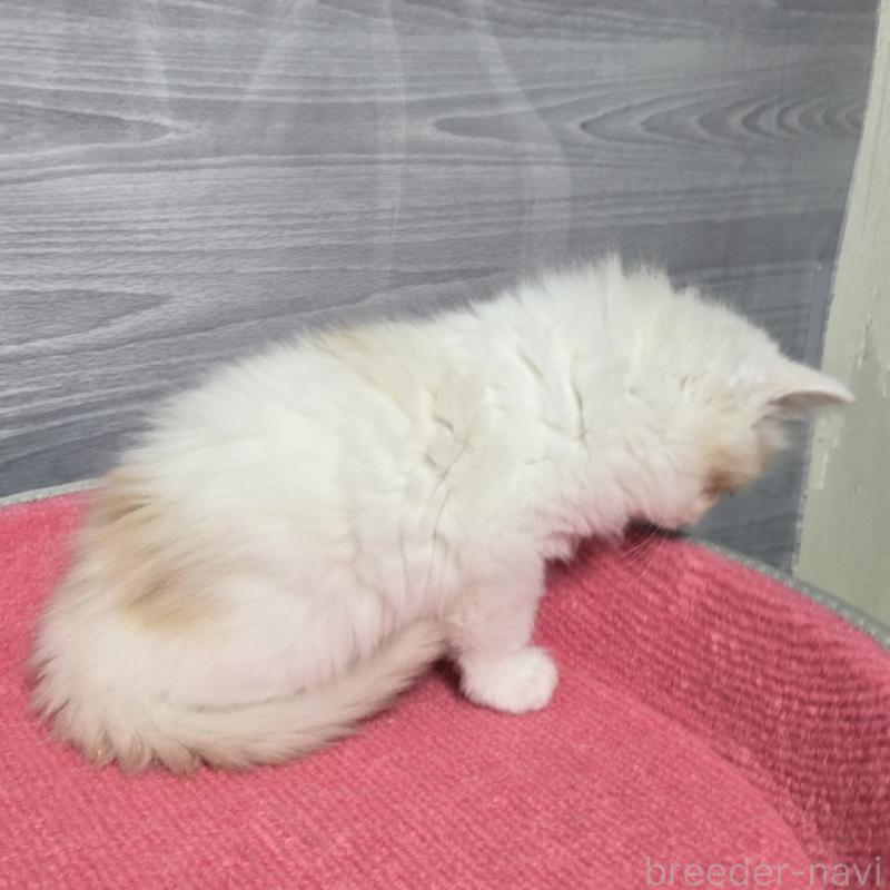 販売中の福岡県のマンチカン-132852の5枚目