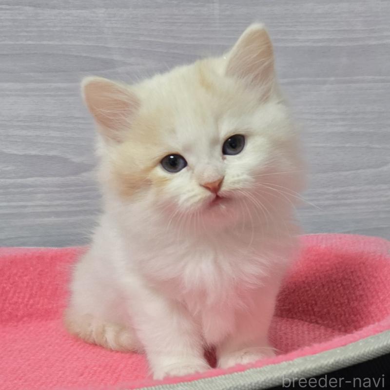 販売中の福岡県のマンチカン-132852の4枚目