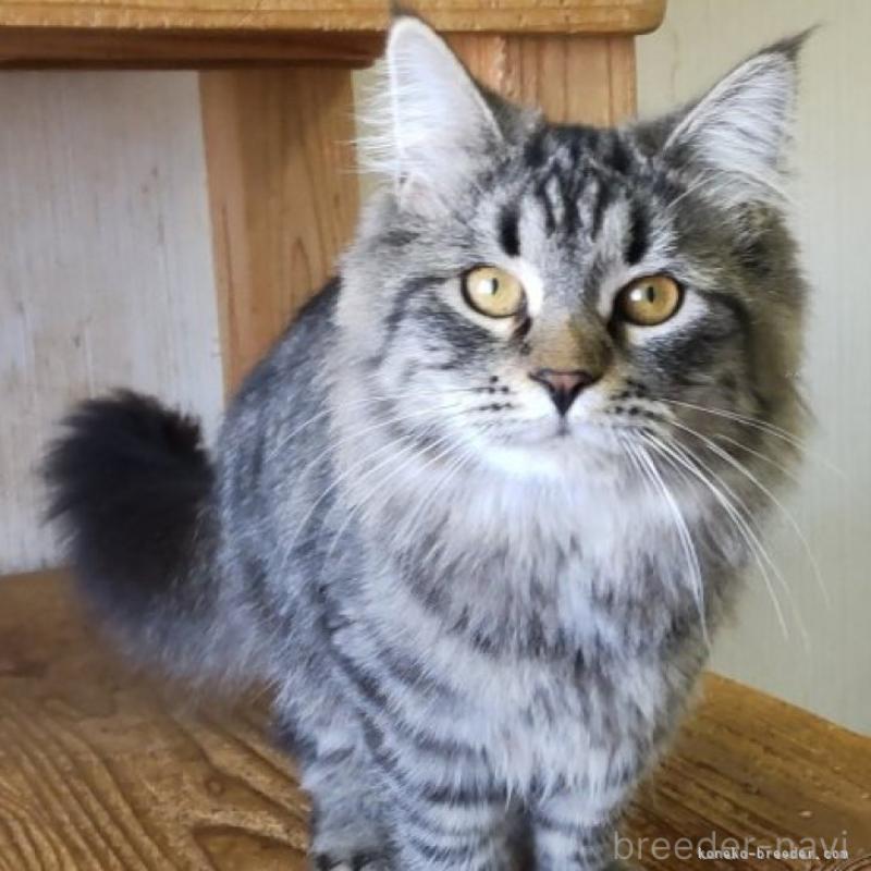 販売中の千葉県のサイベリアン-132849