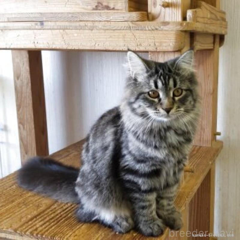 販売中の千葉県のサイベリアン-132849の3枚目