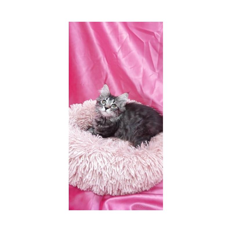 販売中の千葉県のサイベリアン-132849の2枚目