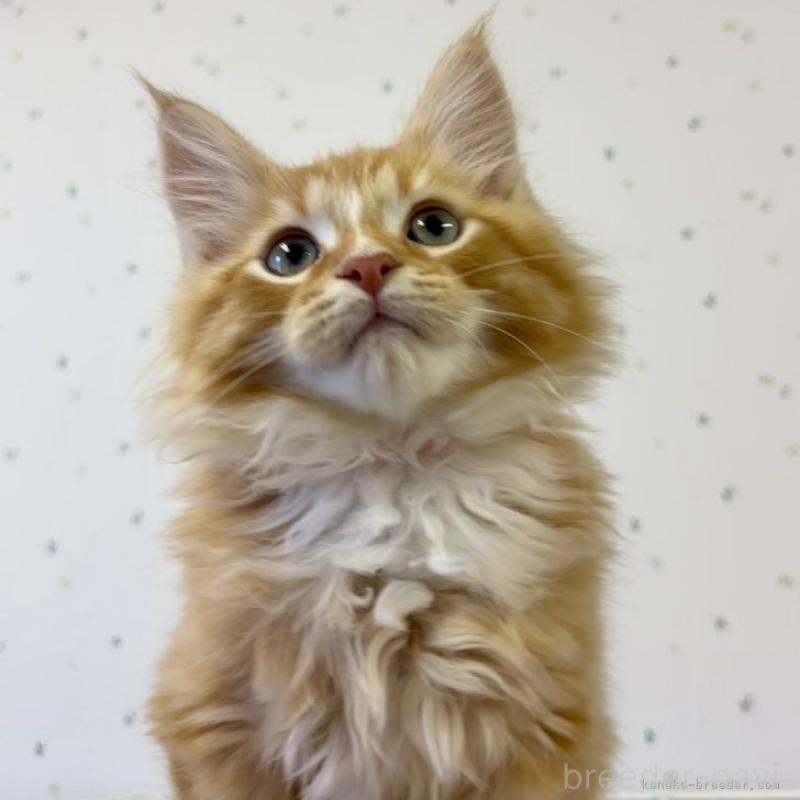 販売中の千葉県のサイベリアン-132850の1枚目