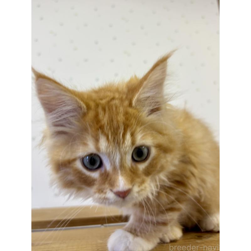 販売中の千葉県のサイベリアン-132850の3枚目