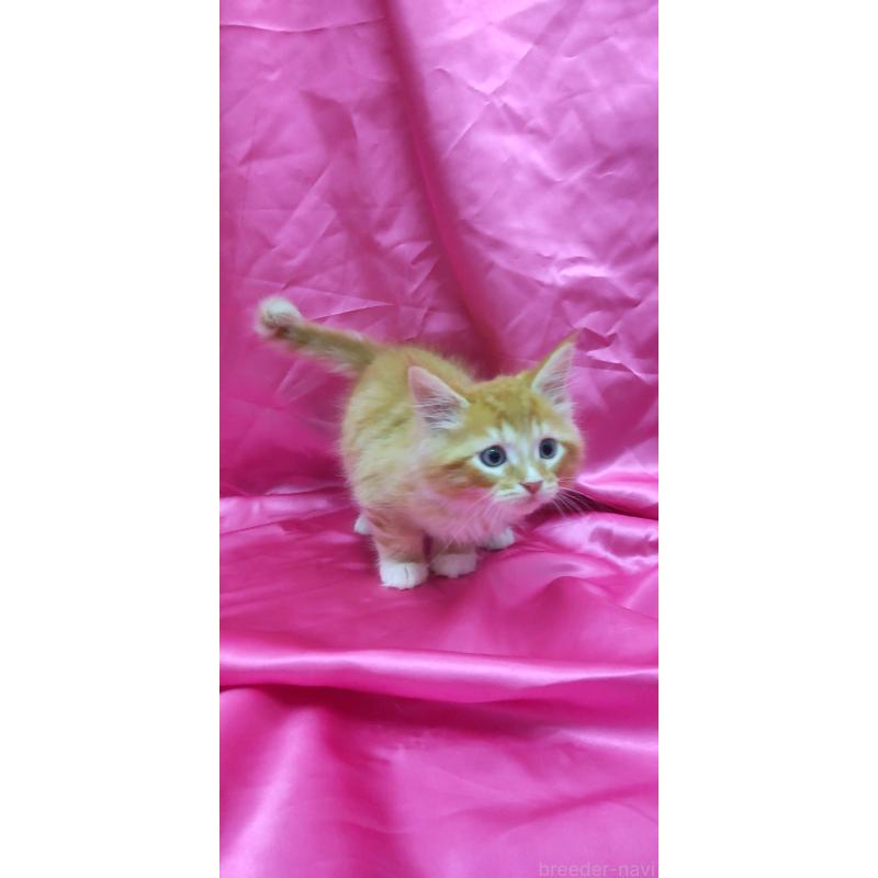 販売中の千葉県のサイベリアン-132850の2枚目