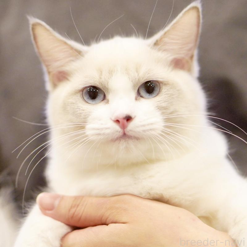 販売中の東京都のラグドール-121602の1枚目