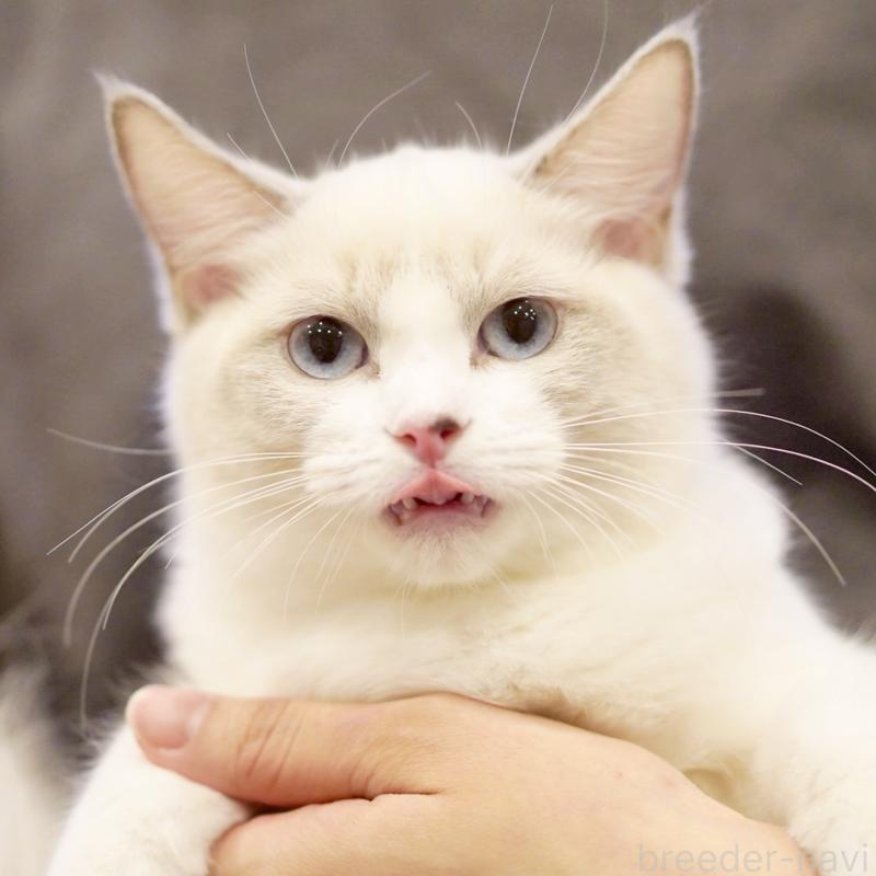 販売中の東京都のラグドール-121602の15枚目