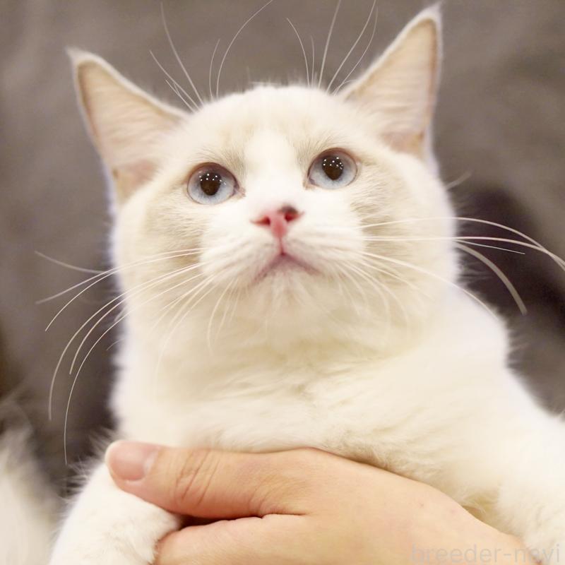 販売中の東京都のラグドール-121602の14枚目