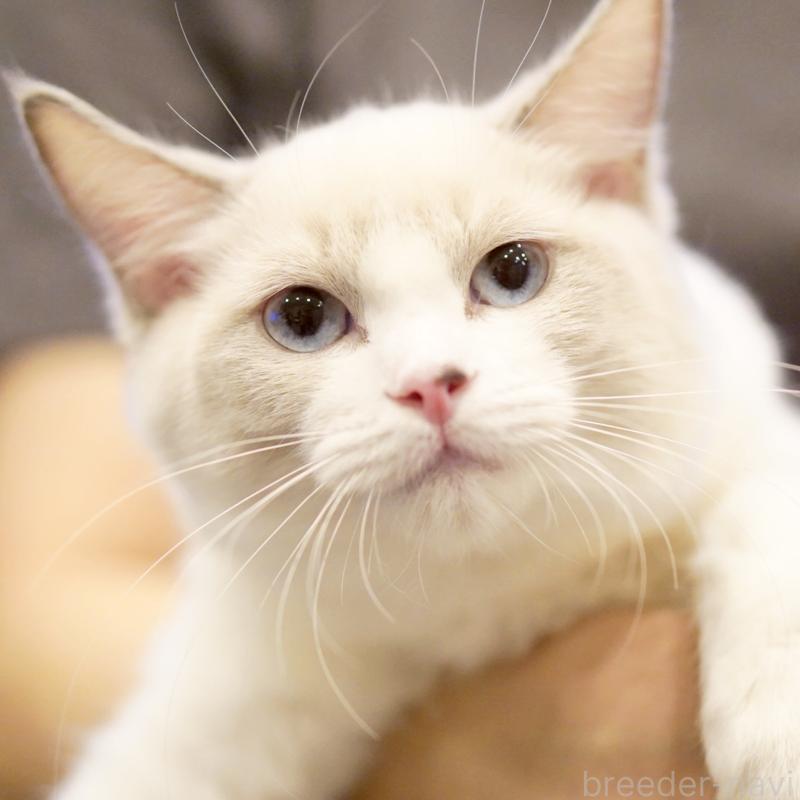 販売中の東京都のラグドール-121602の13枚目