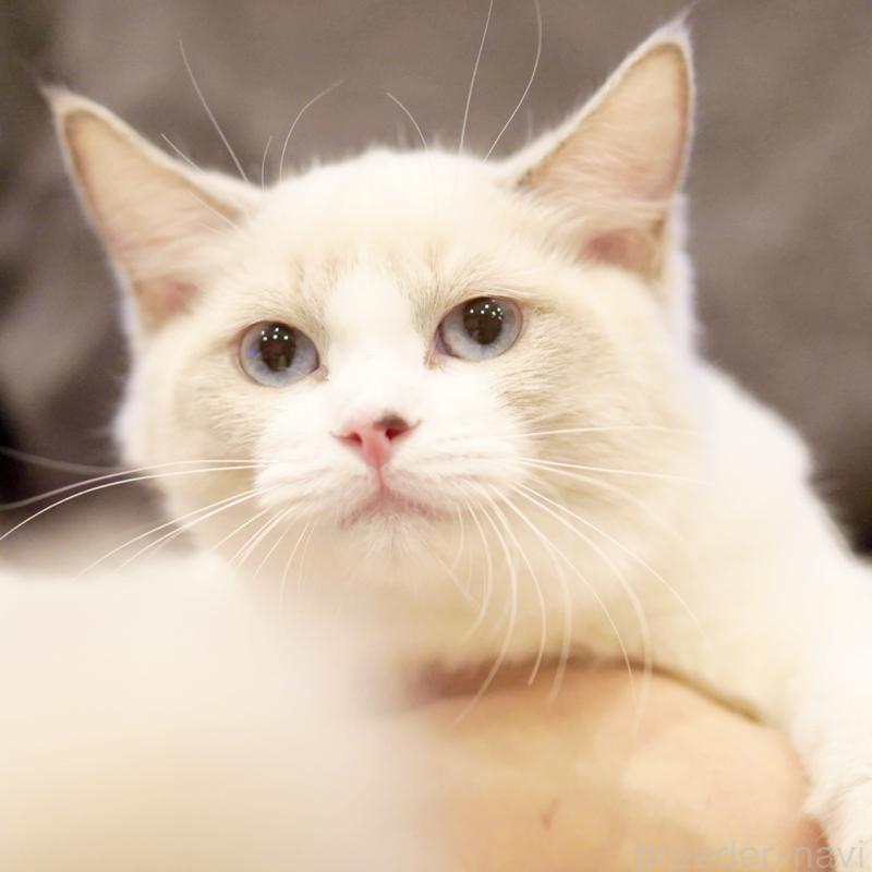 販売中の東京都のラグドール-121602の11枚目