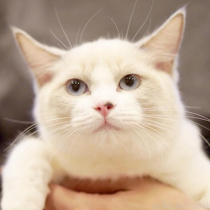 販売中の東京都のラグドール-121602の10枚目