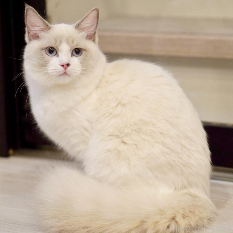 販売中の東京都のラグドール-121602の8枚目