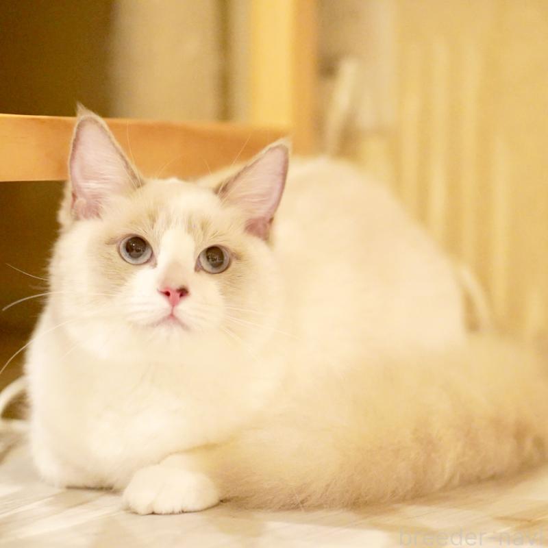 販売中の東京都のラグドール-121602の5枚目