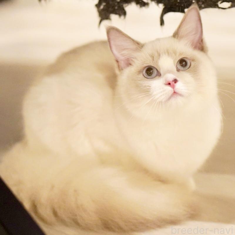 販売中の東京都のラグドール-121602の4枚目