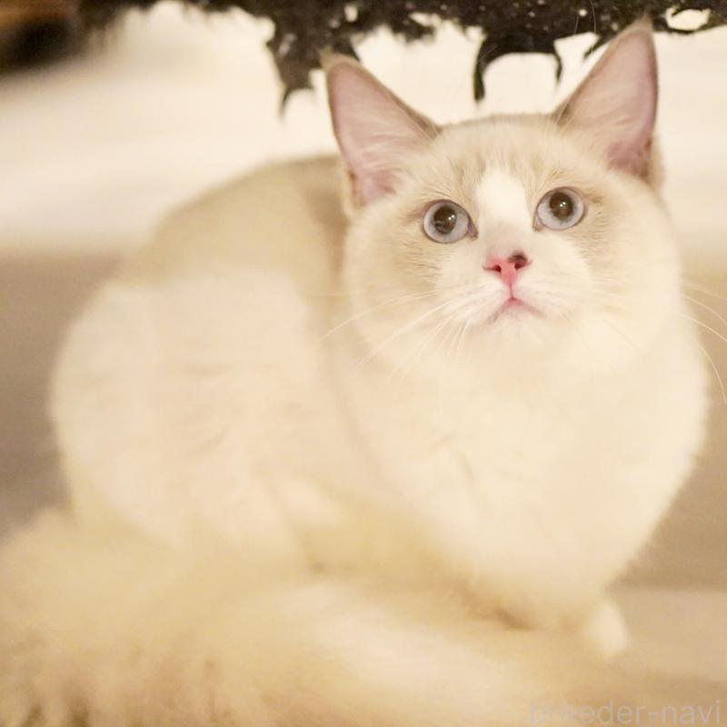 販売中の東京都のラグドール-121602の3枚目