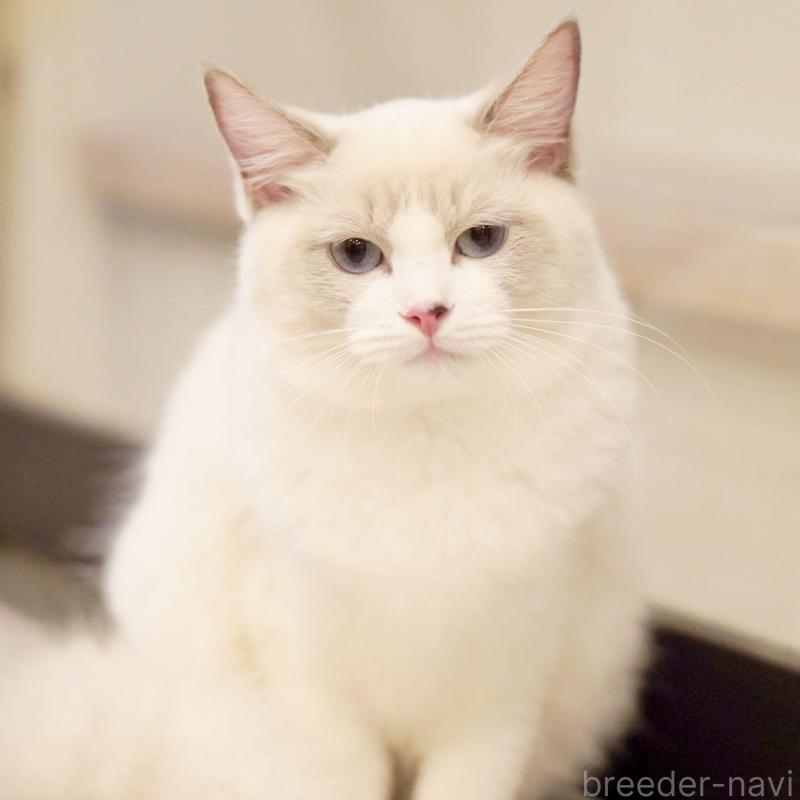 販売中の東京都のラグドール-121602の2枚目