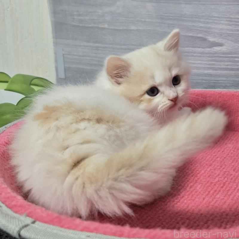 販売中の福岡県のマンチカン-132852の3枚目