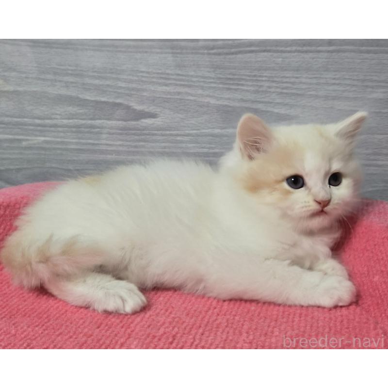 販売中の福岡県のマンチカン-132852の2枚目