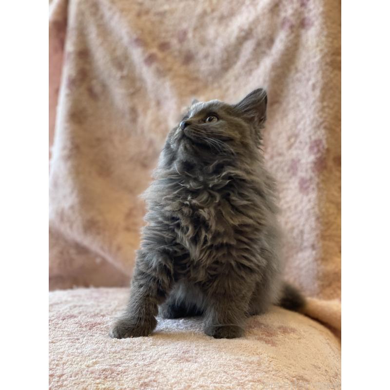 販売中の埼玉県のサイベリアン-132851の9枚目