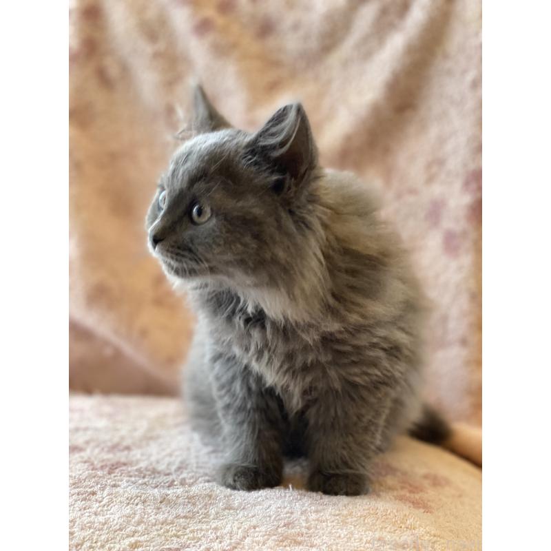 販売中の埼玉県のサイベリアン-132851の8枚目